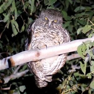 Ninox strenua (Powerful Owl) at The Whiteman, NSW by geoffcrispin