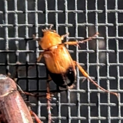 Phyllotocus macleayi (Nectar scarab) at Kambah, ACT - 23 Nov 2024 by HelenCross