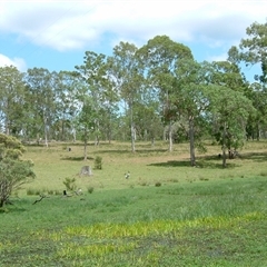 Ephippiorhynchus asiaticus (Black-necked Stork) at The Whiteman, NSW - 19 Mar 2002 by geoffcrispin