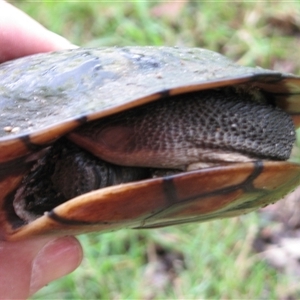 Chelodina longicollis at The Whiteman, NSW by geoffcrispin