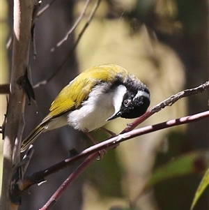 Melithreptus albogularis at The Whiteman, NSW - 20 Aug 2022 12:12 PM