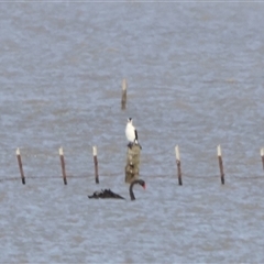 Phalacrocorax varius (Pied Cormorant) at Lake George, NSW - 25 Nov 2024 by Liam.m