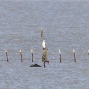 Phalacrocorax varius (Pied Cormorant) at Lake George, NSW by Liam.m