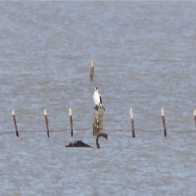 Phalacrocorax varius (Pied Cormorant) at Lake George, NSW - 25 Nov 2024 by Liam.m