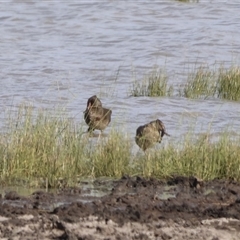 Stictonetta naevosa (Freckled Duck) at Lake George, NSW - 25 Nov 2024 by Liam.m