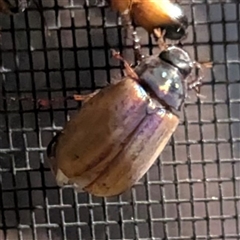 Sericesthis sp. (genus) (A cockchafer) at Kambah, ACT - 23 Nov 2024 by HelenCross