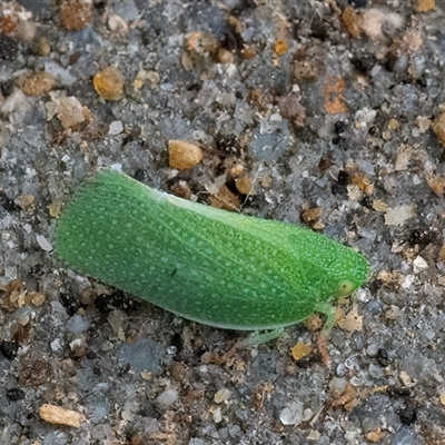 Siphanta acuta (Green planthopper, Torpedo bug) at Googong, NSW - 11 Nov 2024 by WHall