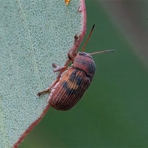 Cadmus (Cadmus) crucicollis at Googong, NSW - 11 Nov 2024