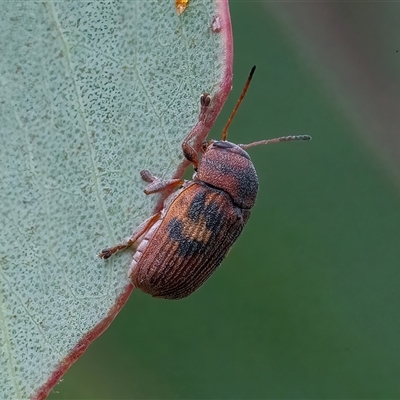 Cadmus (Cadmus) crucicollis (Leaf beetle) at Googong, NSW - 11 Nov 2024 by WHall