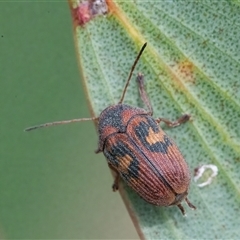 Cadmus (Cadmus) crucicollis at Googong, NSW - 11 Nov 2024