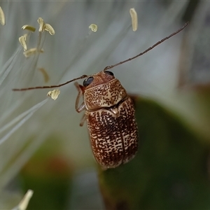 Aporocera (Aporocera) melanocephala at Googong, NSW - 11 Nov 2024