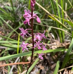 Dipodium roseum (Rosy Hyacinth Orchid) at Moruya Heads, NSW - 26 Nov 2024 by RoseWood