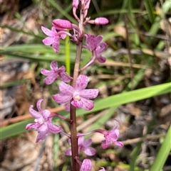 Dipodium roseum at Moruya Heads, NSW - suppressed