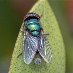 Unidentified True fly (Diptera) at Googong, NSW - 11 Nov 2024 by WHall