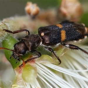 Eleale pulchra (Clerid beetle) at Googong, NSW by WHall