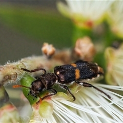 Eleale pulchra at Googong, NSW - 11 Nov 2024 12:12 PM