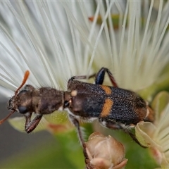 Eleale pulchra at Googong, NSW - 11 Nov 2024 12:12 PM