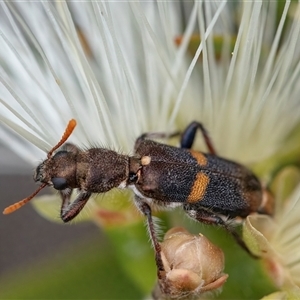 Eleale pulchra at Googong, NSW - 11 Nov 2024 12:12 PM