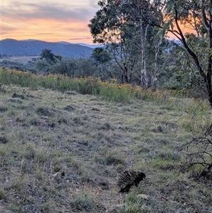 Tachyglossus aculeatus at Kambah, ACT - 23 Nov 2024