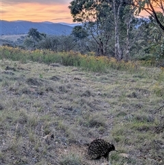 Tachyglossus aculeatus at Kambah, ACT - 23 Nov 2024 07:59 PM