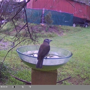 Colluricincla harmonica (Grey Shrikethrush) at Shark Creek, NSW by Topwood