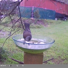 Colluricincla harmonica at Shark Creek, NSW - 22 Nov 2024 06:35 AM