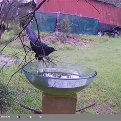 Eudynamys orientalis (Pacific Koel) at Shark Creek, NSW - 21 Nov 2024 by Topwood