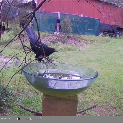 Eudynamys orientalis (Pacific Koel) at Shark Creek, NSW - 22 Nov 2024 by Topwood