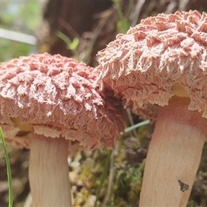 Boletellus sp. (Boletellus) at Tullymorgan, NSW by Topwood