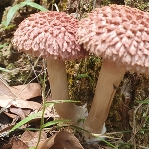 Boletellus sp. at Tullymorgan, NSW - 26 Nov 2024 02:07 PM