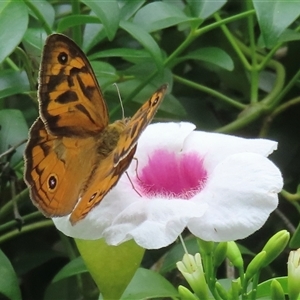 Heteronympha merope at Narrabundah, ACT - 26 Nov 2024