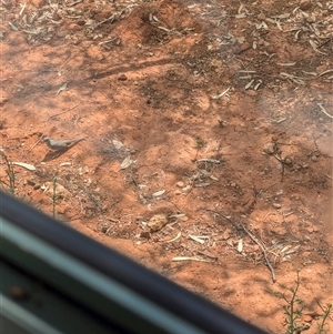 Geopelia cuneata (Diamond Dove) at Tibooburra, NSW by Darcy