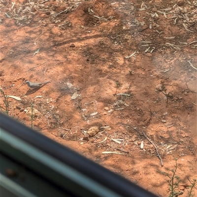 Geopelia cuneata (Diamond Dove) at Tibooburra, NSW - 16 Nov 2024 by Darcy