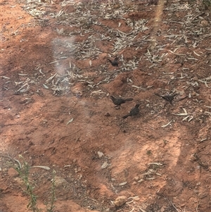 Pomatostomus ruficeps (Chestnut-crowned Babbler) at Tibooburra, NSW by Darcy