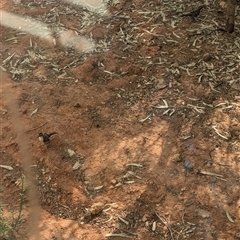 Pomatostomus ruficeps at Tibooburra, NSW - 16 Nov 2024 05:03 PM