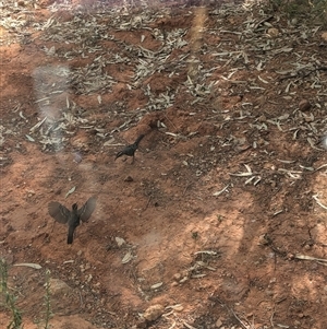 Pomatostomus ruficeps at Tibooburra, NSW - 16 Nov 2024 05:03 PM