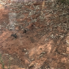 Pomatostomus ruficeps at Tibooburra, NSW - 16 Nov 2024 05:03 PM