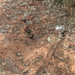 Pomatostomus ruficeps at Tibooburra, NSW - 16 Nov 2024 05:03 PM