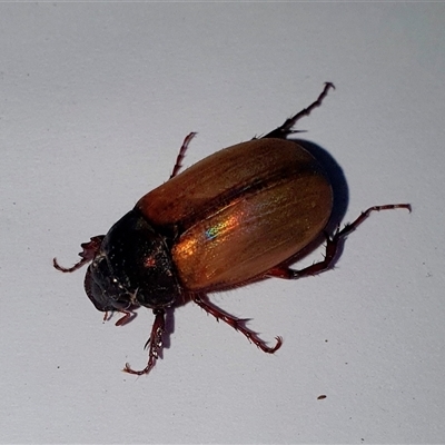 Unidentified Jewel beetle (Buprestidae) at Tyndale, NSW - 26 Nov 2024 by Topwood