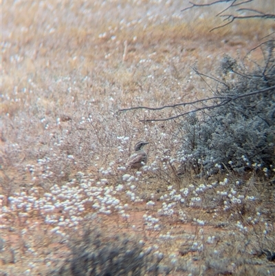 Cinclosoma cinnamomeum (Cinnamon Quail-thrush) at Tibooburra, NSW - 18 Nov 2024 by Darcy