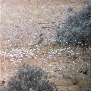 Cinclosoma cinnamomeum at Tibooburra, NSW - 18 Nov 2024 10:54 AM