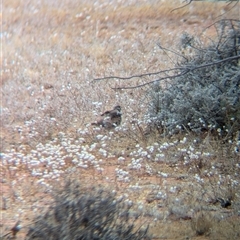 Cinclosoma cinnamomeum at Tibooburra, NSW - 18 Nov 2024 10:54 AM