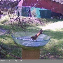 Rhipidura rufifrons (Rufous Fantail) at Shark Creek, NSW - 23 Nov 2024 by Topwood