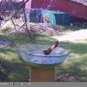 Rhipidura rufifrons (Rufous Fantail) at Shark Creek, NSW by Topwood