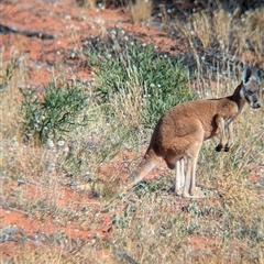 Osphranter rufus (Red Kangaroo) at Tibooburra, NSW - 18 Nov 2024 by Darcy