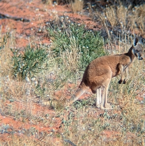 Osphranter rufus at Tibooburra, NSW - 18 Nov 2024 04:46 PM