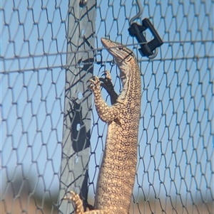 Varanus gouldii (Sand Goanna) at Tibooburra, NSW by Darcy