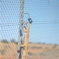 Varanus gouldii at Tibooburra, NSW - 19 Nov 2024 05:02 PM