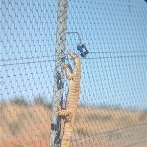 Varanus gouldii at Tibooburra, NSW - 19 Nov 2024