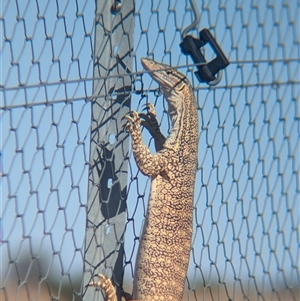 Varanus gouldii at Tibooburra, NSW - 19 Nov 2024 05:02 PM